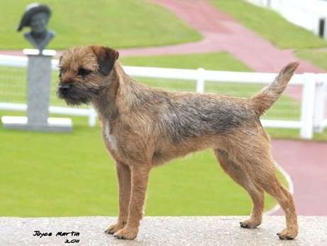 crufts border terrier 2019