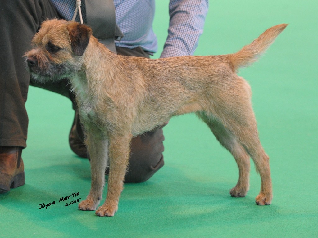 crufts border terrier 2019