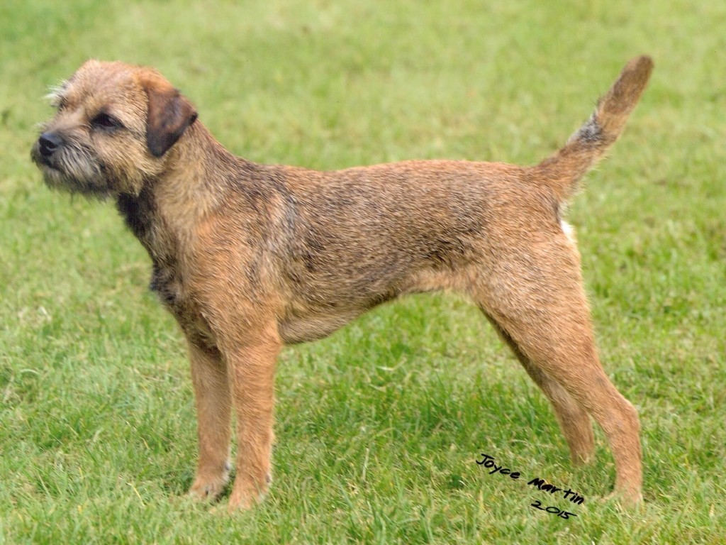 Choosing A Dog Breed Questionnaire Uk Choosing A Dog Breed Questionnaire Uk