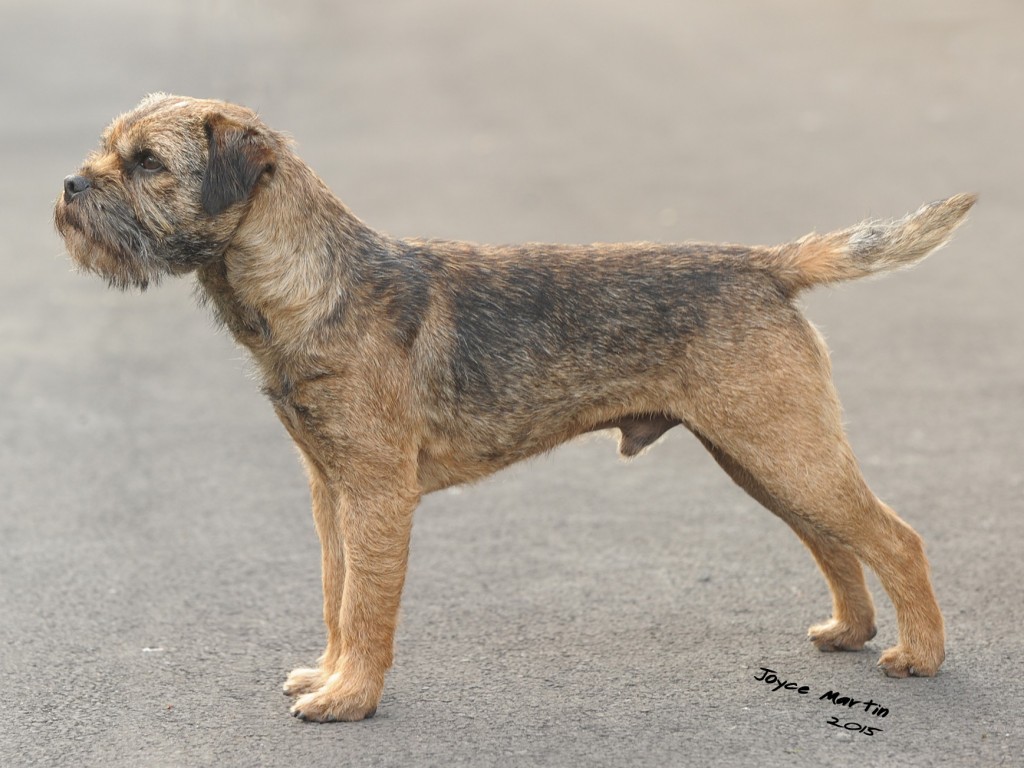 border terrier shows 2019