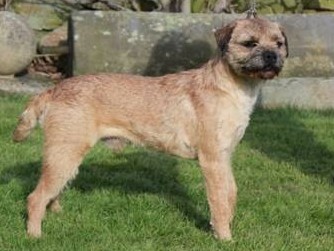 oxcroft border terrier puppies for sale
