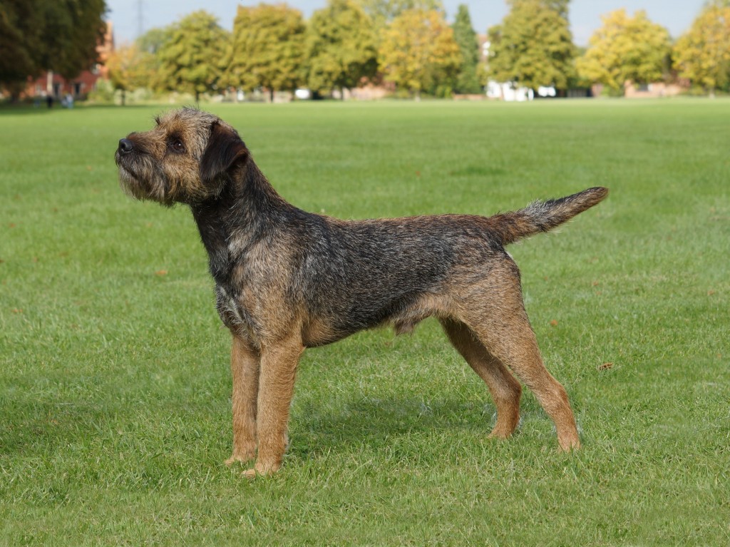 Index of Pedigree Border Terriers