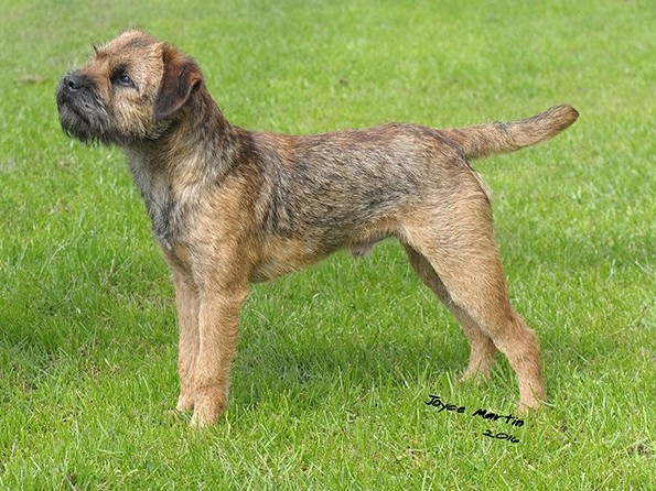 border terrier shows 2019