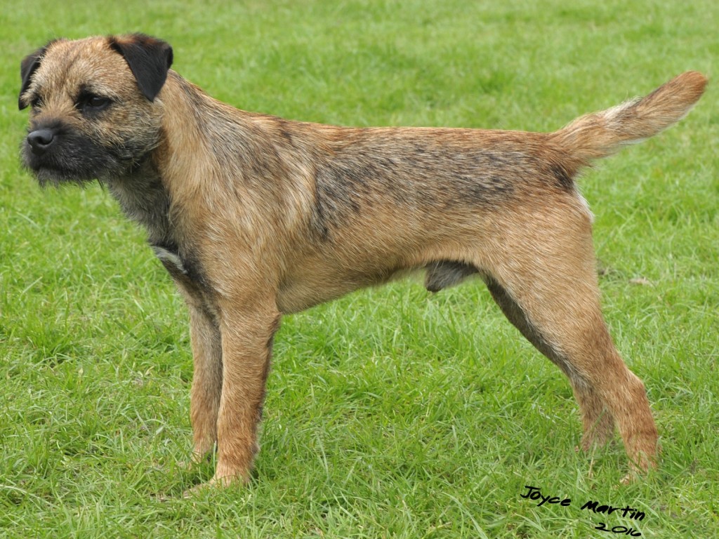 border terrier shows borderterrier org uk