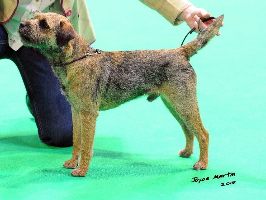 crufts border terrier 2019