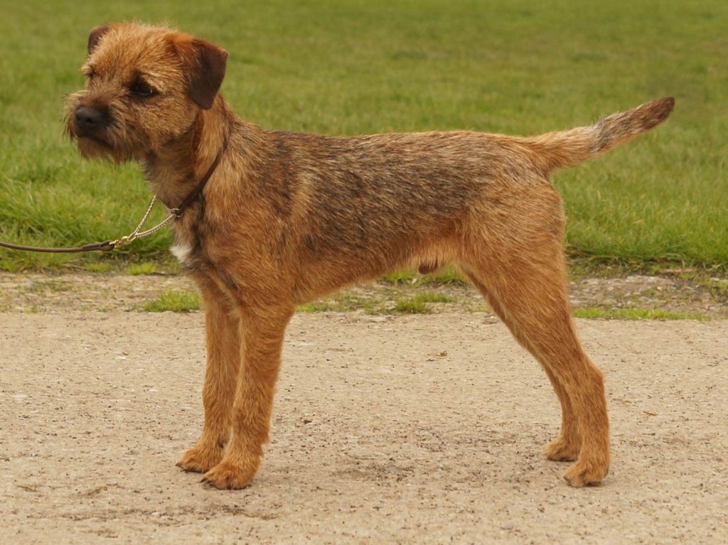 Index of Pedigree Border Terriers