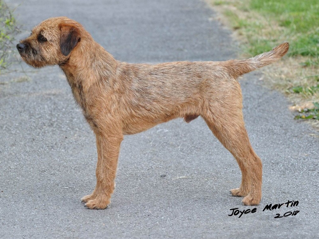 border terrier shows 2019