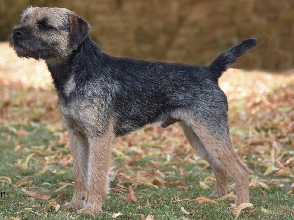 Index of Pedigree Border Terriers