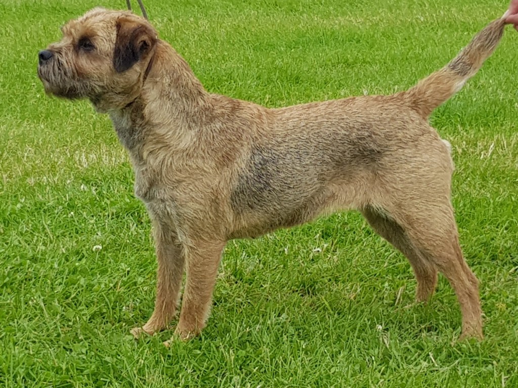 border terrier breeders east midlands