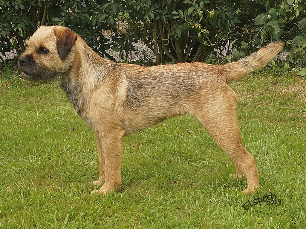 Index of Pedigree Border Terriers